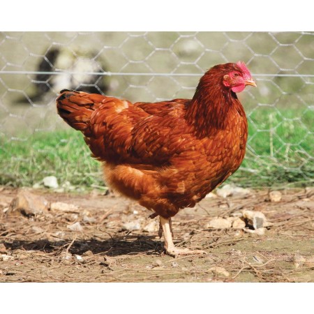 POULES PONDEUSES