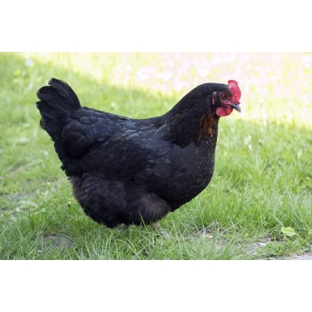 POULES PONDEUSES